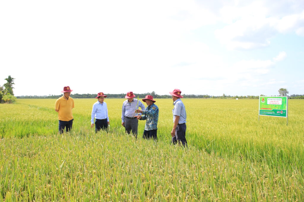 Nông nghiệp sử dụng phân bón hữu cơ trên lúa
